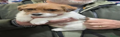 Jack Russell Cucciolo 1