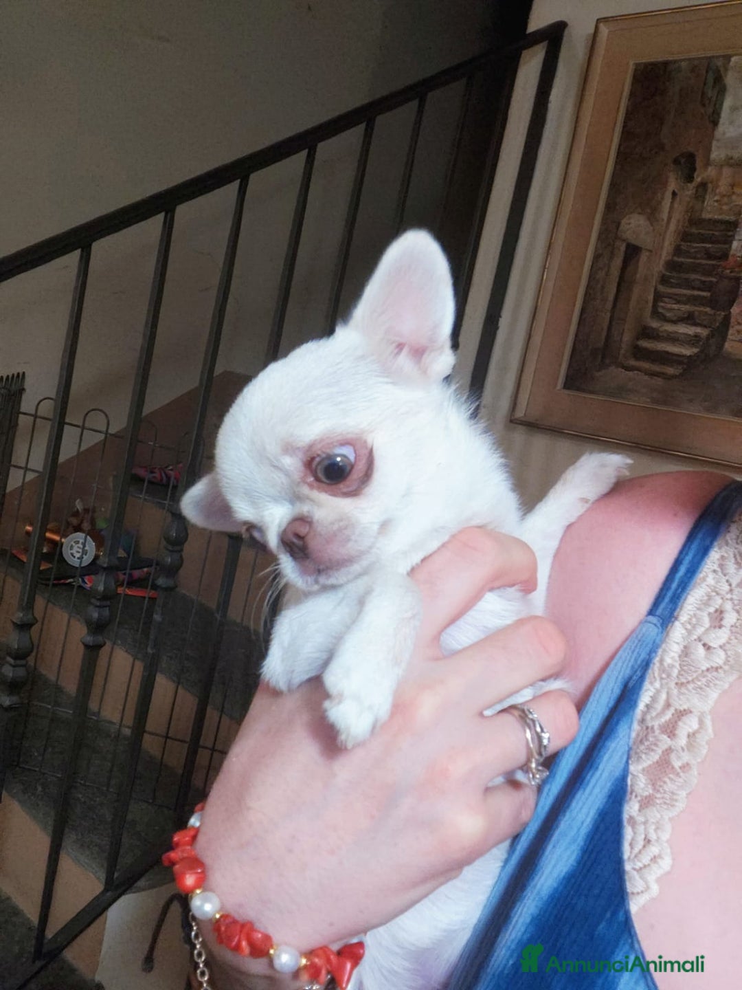 Chihuahua cani in vendita: CHIHUAHUA FEMMINA  a Città Metropolitana di Torino - Immagine 3