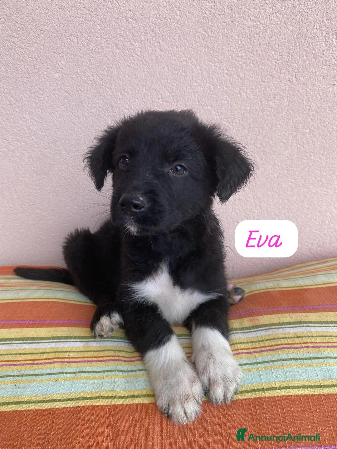 Meticcio cani in regalo: Eva bellissima cucciola a pelo lungo a Città metropolitana di Milano - Annuncio 1