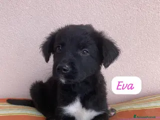 Meticcio cani Eva bellissima cucciola a pelo lungo - Annuncio 11