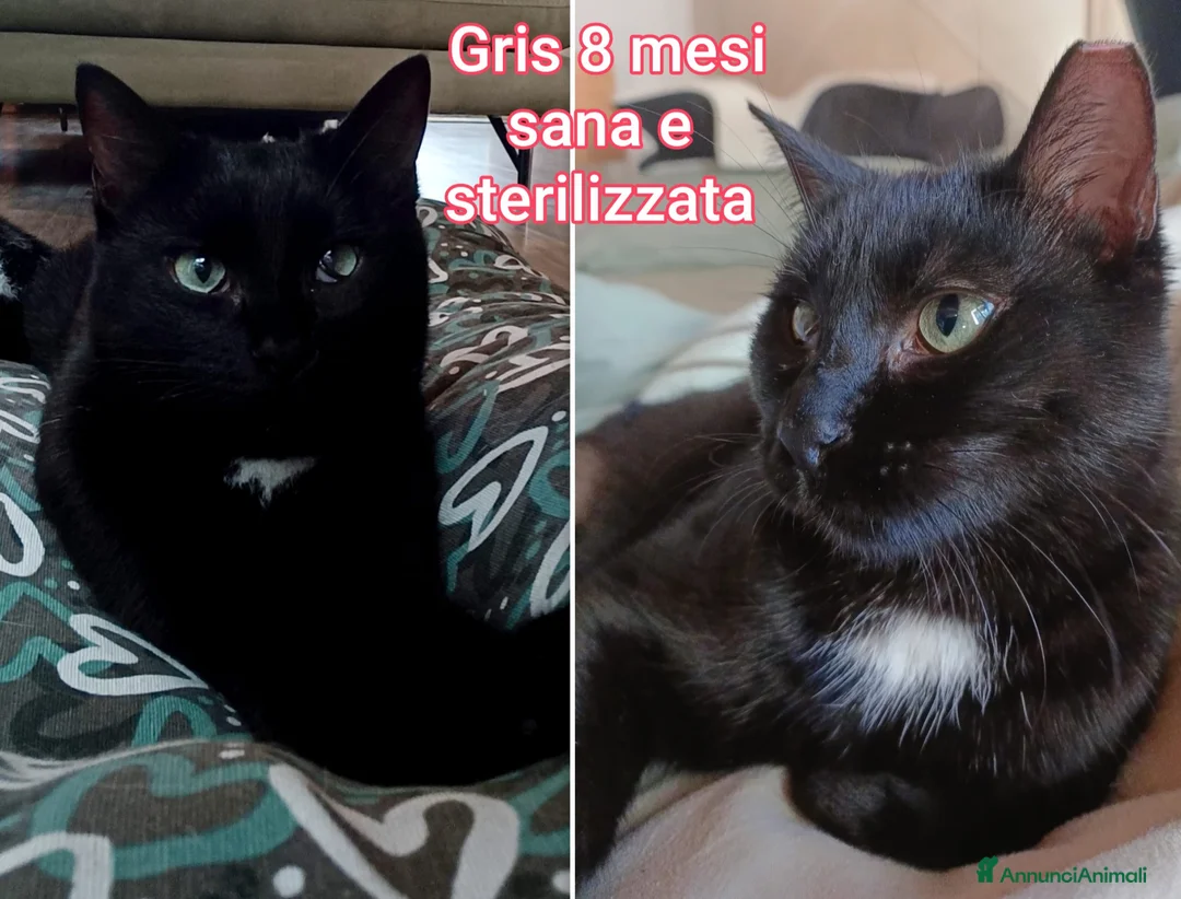 Altre razze gatti in regalo: GATTINI ADORABILI IN CERCA DI CASA  - Annuncio 9