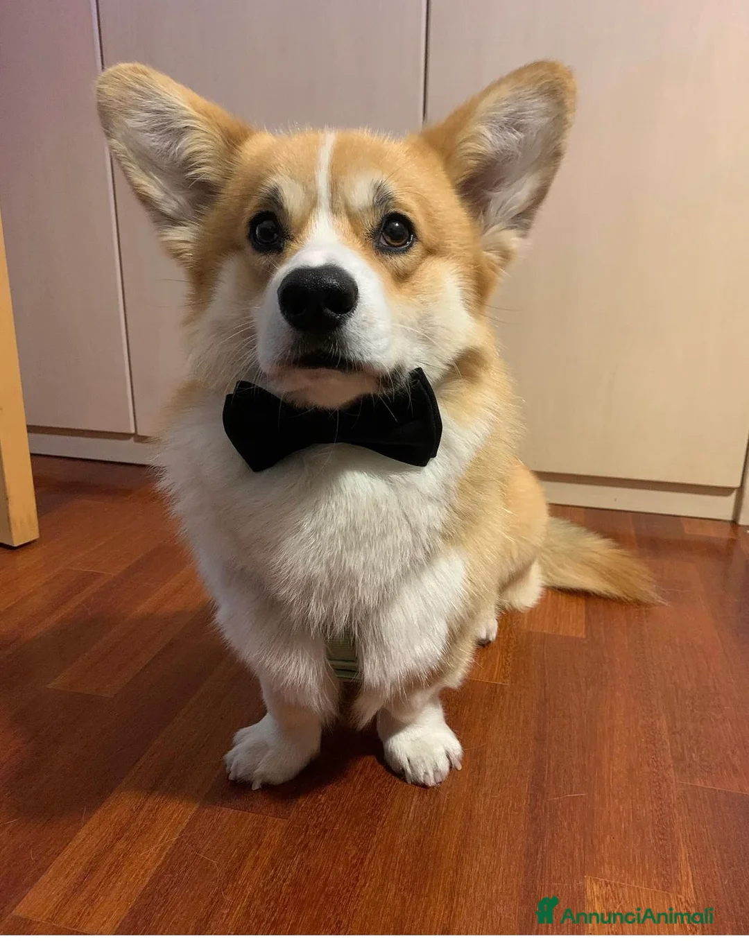 Corgi Pembroke cani per accoppiamento: Welsh Corgi Pembroke  - Annuncio 1