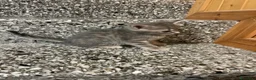 Meticcio gatti in vendita: Gattino grigio  - Annuncio 4