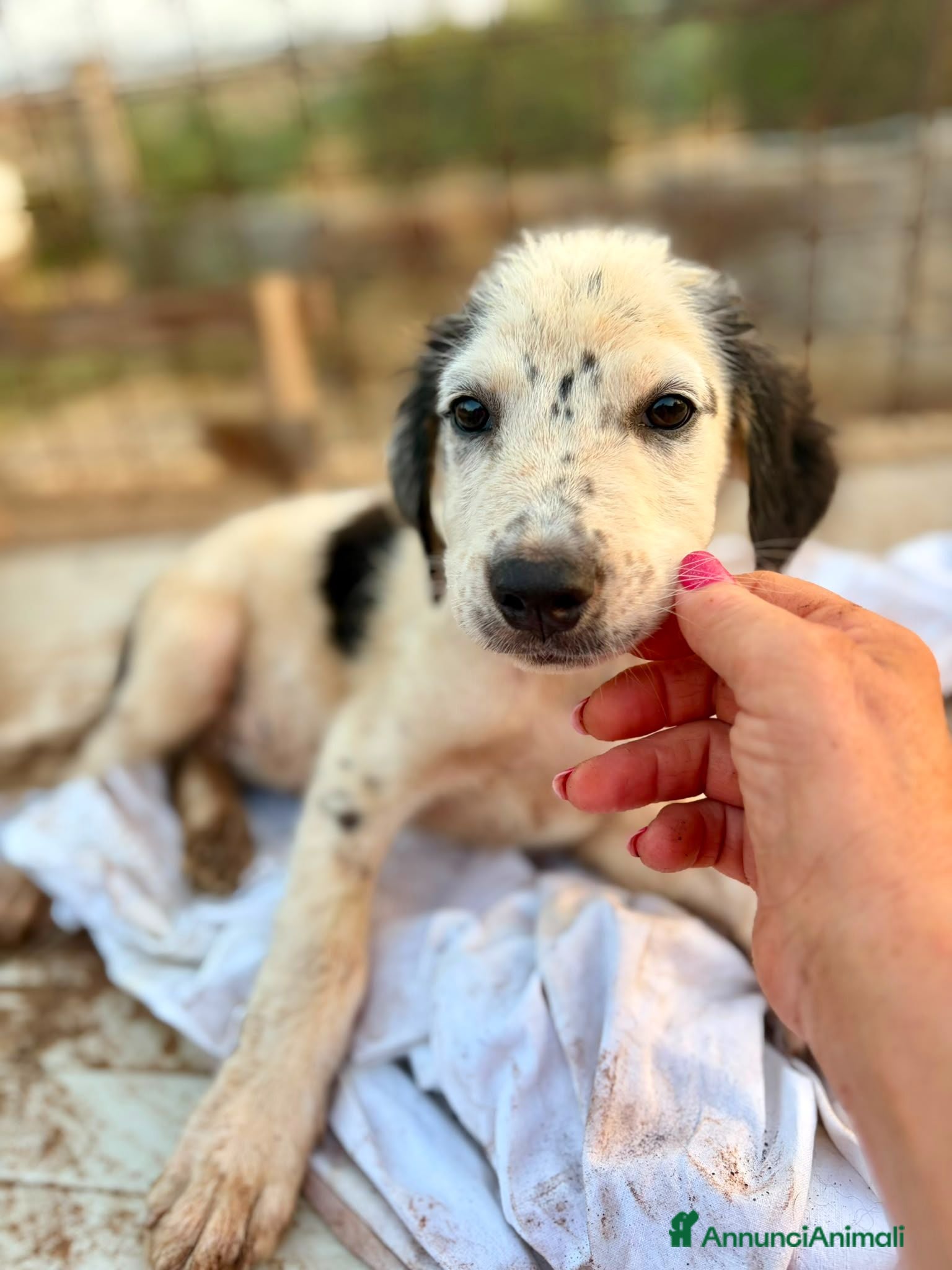 Meticcio cani Mia 2mesi e 1/2 tg media futura SOS CASA SICILIA - Annuncio 25