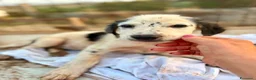 Meticcio cani in regalo: Mia 2mesi e 1/2 tg media futura SOS CASA SICILIA - Annuncio 1