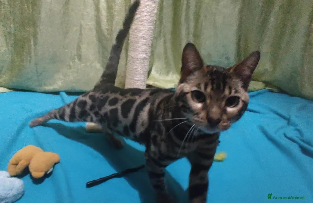 Bengala gatti in vendita: Gatto del Bengala Maschio  - Annuncio 1