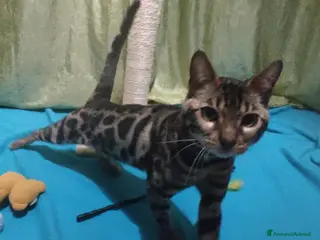 Bengala gatti Gatto del Bengala Maschio - Annuncio 4