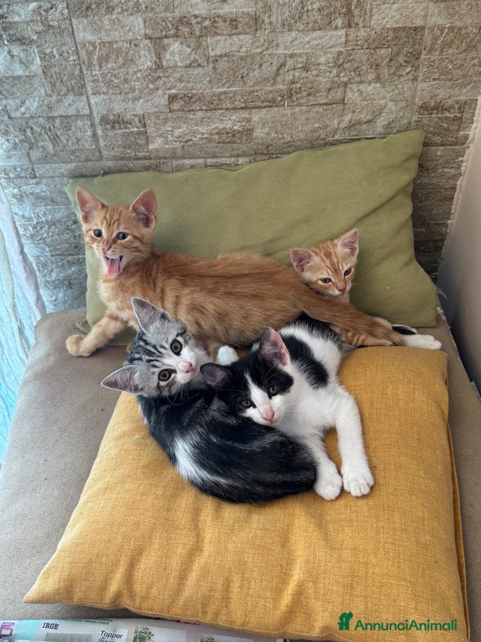 Europeo gatti 4 cuccioline cercano casa  - Annuncio 4