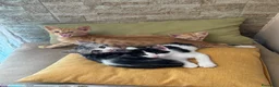Europeo gatti in regalo: 4 cuccioline cercano casa  - Annuncio 1
