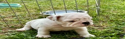 Bulldog cani in vendita: Cuccioli Bulldog Inglese con Pedigree - Annuncio 17
