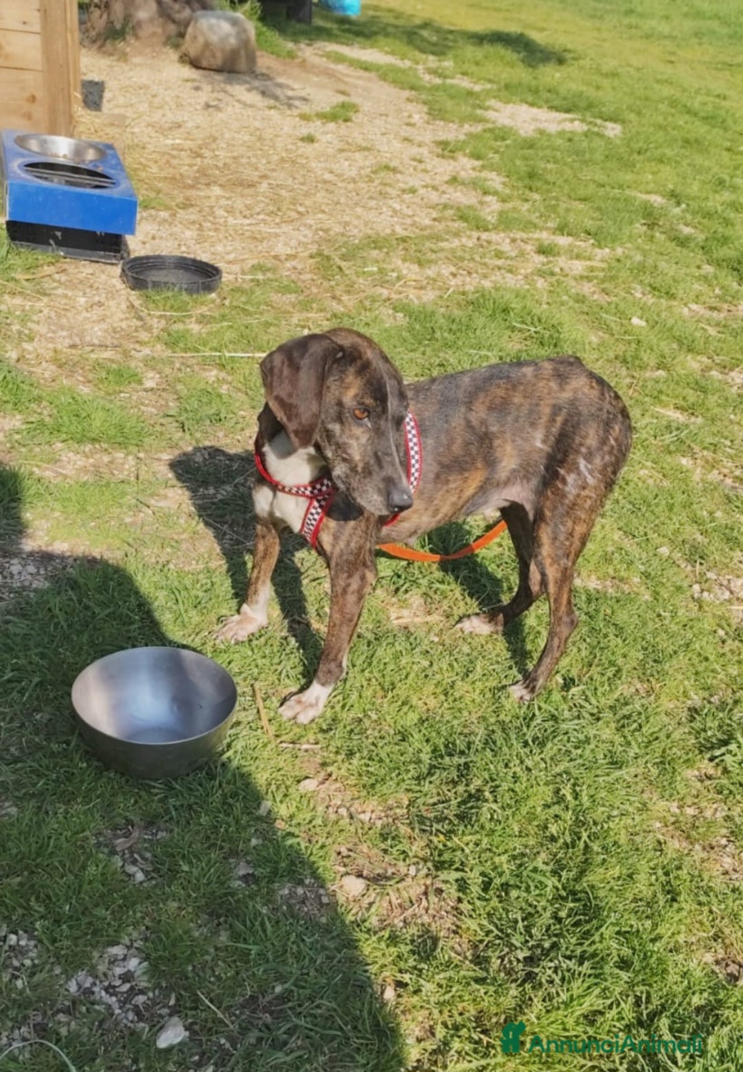 Meticcio cani in regalo: Cannella... adozione del SUPER CUORE ❤️ - Annuncio 8