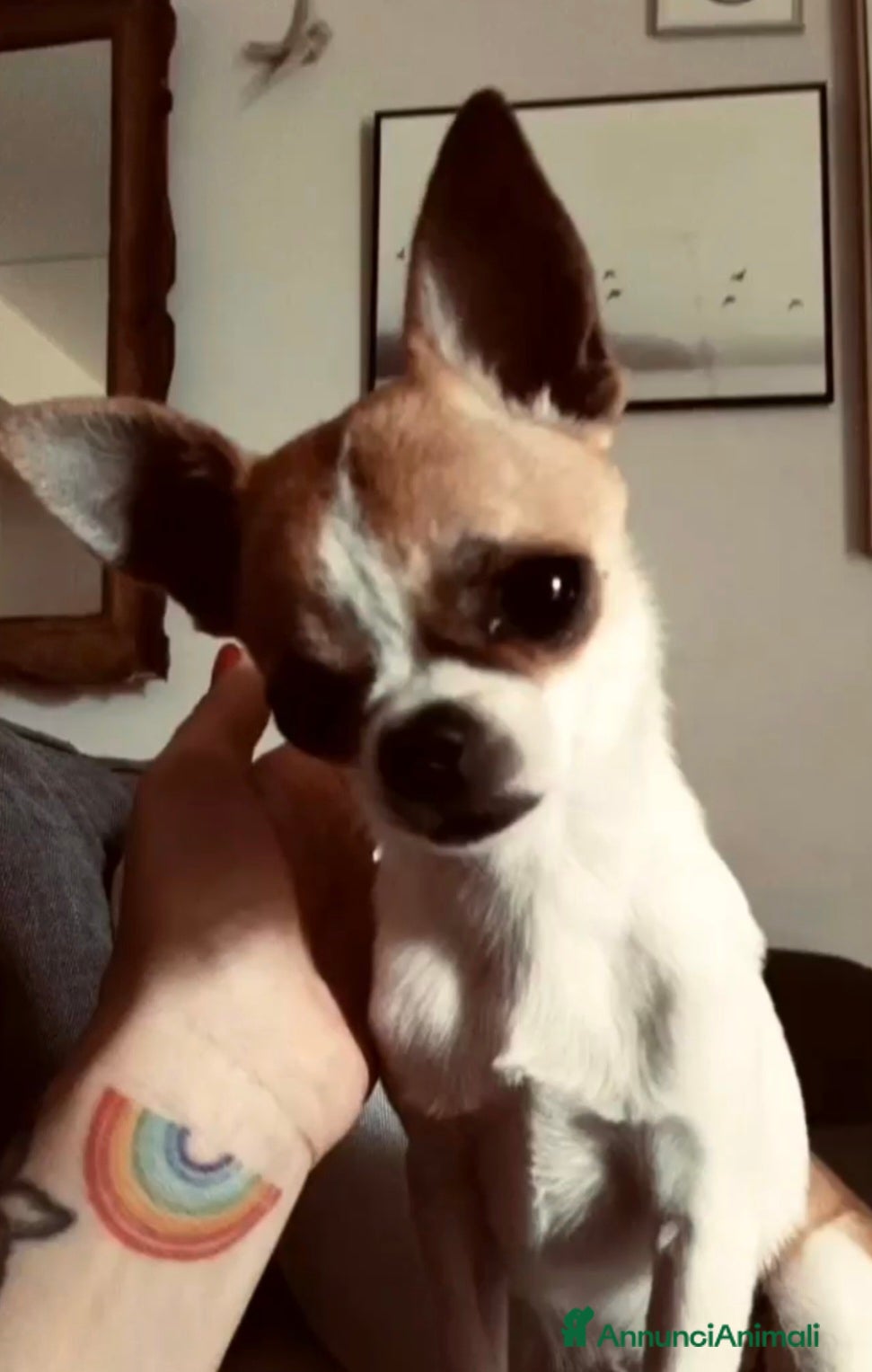 Chihuahua cani Chihuahua con pedigree ENCI per MONTA  - Annuncio 34