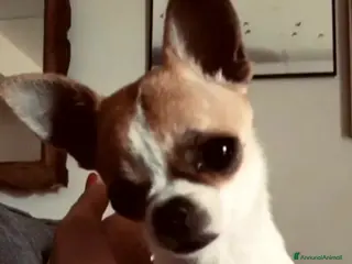 Chihuahua cani Chihuahua con pedigree ENCI per MONTA - Annuncio 34