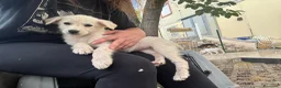 Meticcio cani in regalo: Cecilia cucciola taglia medio piccola - Annuncio 1
