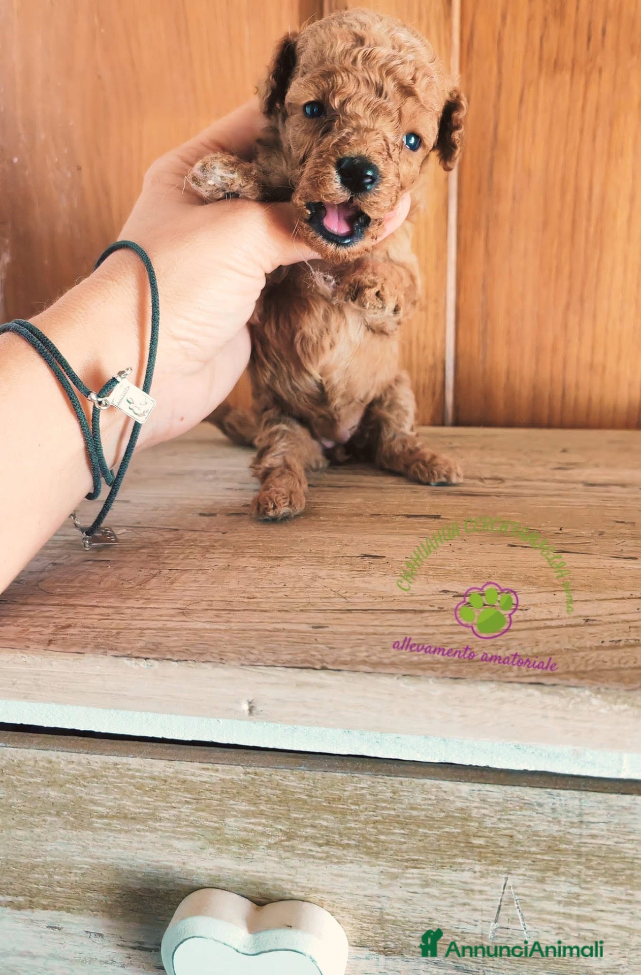 Barboncino cani BARBONCINO RED TOY  - Annuncio 3