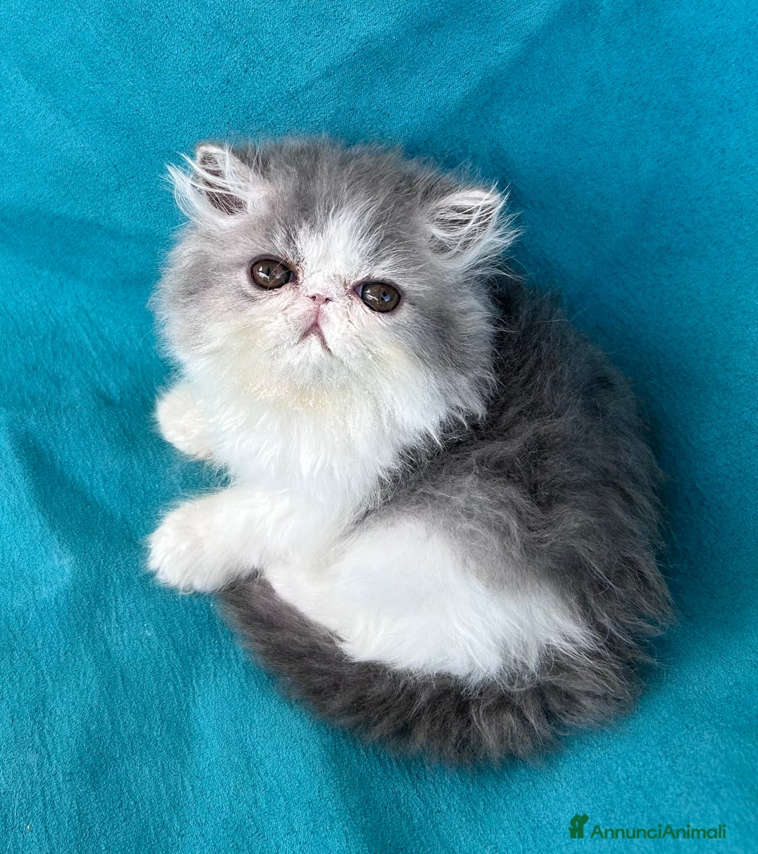 Persiano gatti in vendita: Cucciolo gatto persiano  a Città Metropolitana di Torino - Immagine 9