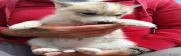 Husky cani in vendita: Siberian Husky  - Annuncio 2