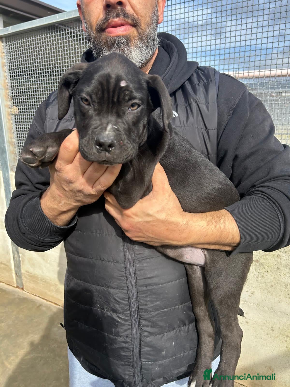 Altre razze cani NINO LILLA GASPARE - Annuncio 2