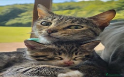 Altre razze gatti in regalo: URGENTE GATTINI CERCANO CASA a Provincia di Benevento - Immagine 8