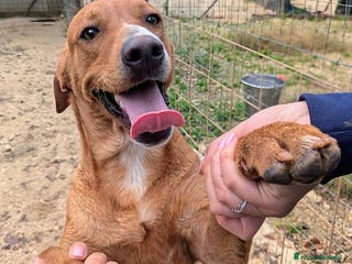 Meticcio cani CORFU' ASPETTA TE - Annuncio 10