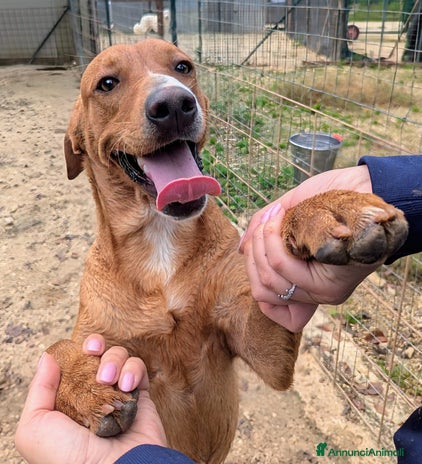 Meticcio cani - Annuncio 17