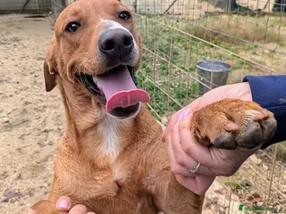 Meticcio cani CORFU' ASPETTA TE - Annuncio 15