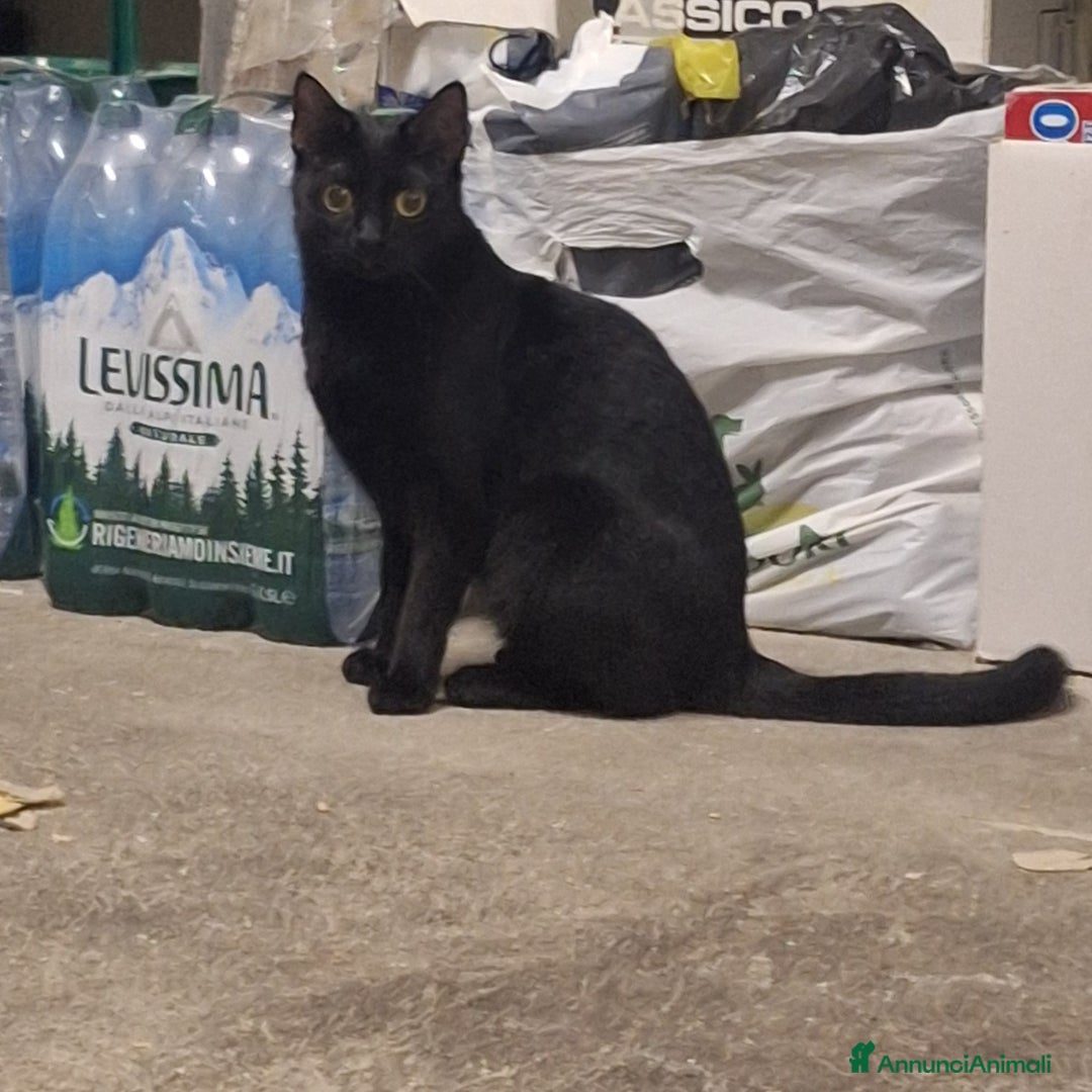 Altre razze gatti in regalo: Gatte cercano casa!!! - Annuncio 7