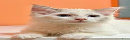 Ragdoll gatti in vendita: cucciolo ragdoll disponibile  - Annuncio 5