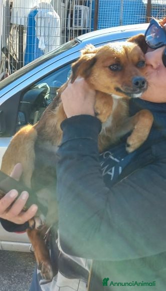 Meticcio cani ROSE piccola dolce cagnolina - Annuncio 23