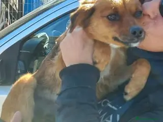 Meticcio cani ROSE piccola dolce cagnolina - Annuncio 23