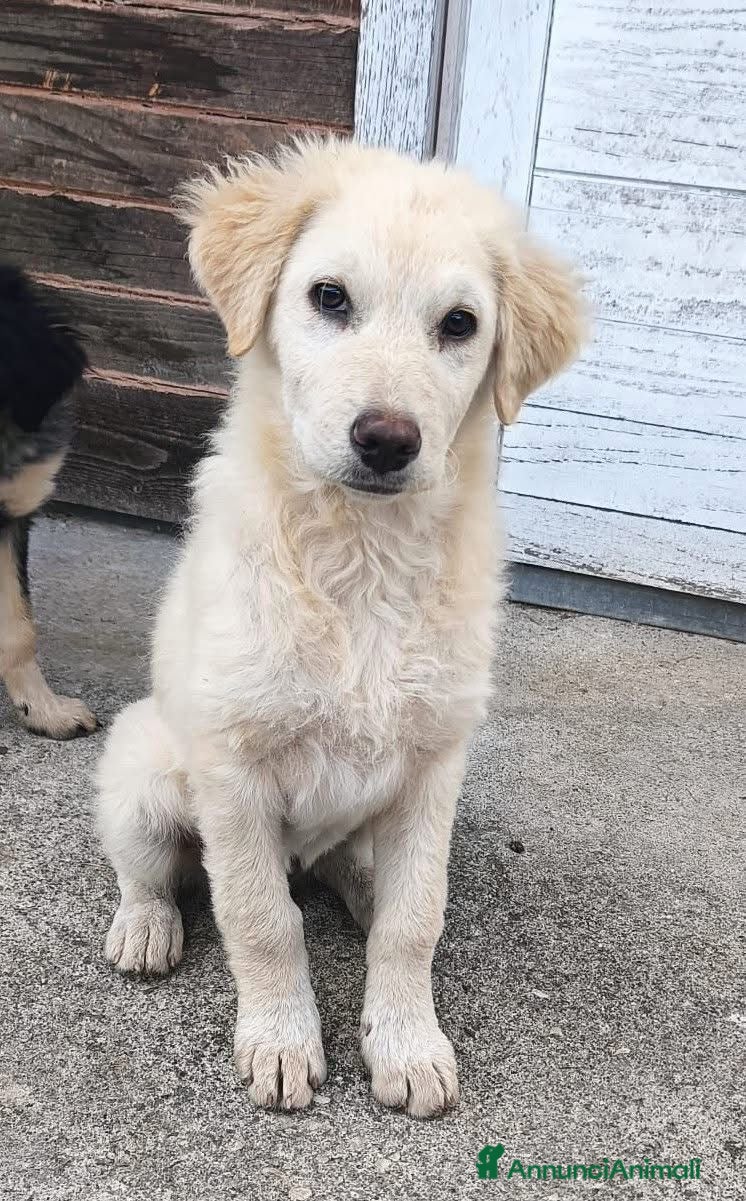 Meticcio cani Vanilla  cucciola simil golden che ama i gatti - Annuncio 19