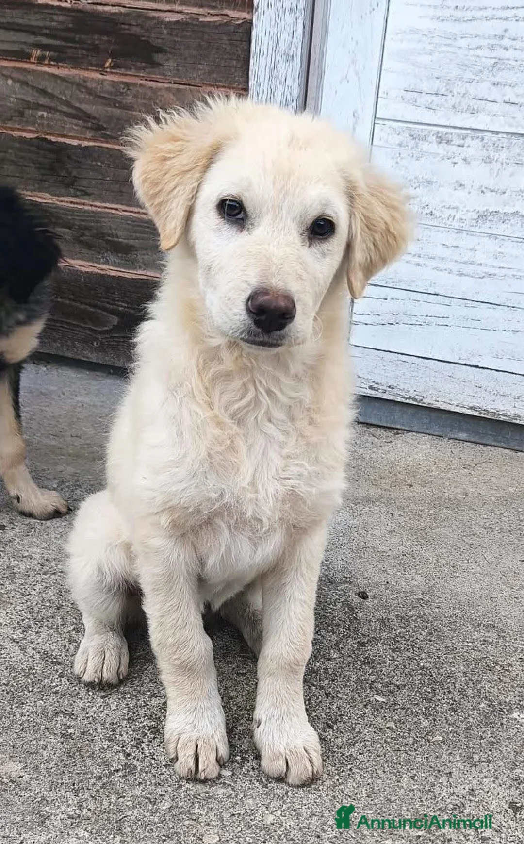 Meticcio cani in regalo: Vanilla  cucciola simil golden che ama i gatti - Annuncio 1