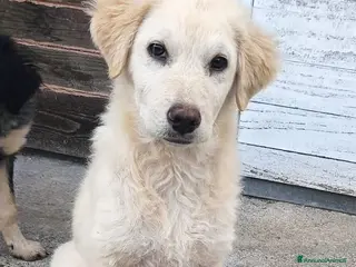 Meticcio cani Vanilla cucciola simil golden che ama i gatti - Annuncio 19