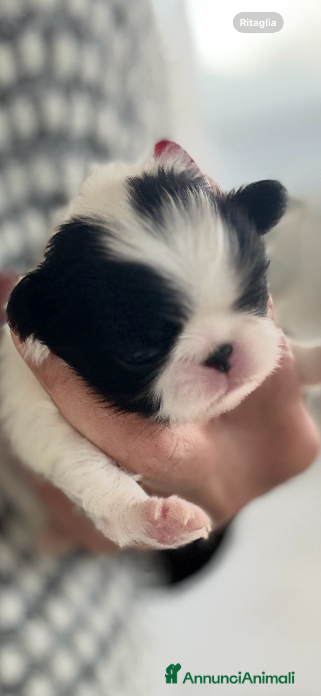 Immagine della galleria {{count}}