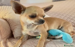 Chihuahua cani in vendita: Maschietto pedigree Enci/Fci RIMBORSO SPESE a Città metropolitana di Roma Capitale - Immagine 7
