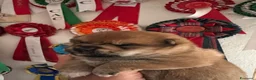 Shiba Inu cani in vendita: Shiba inu - Annuncio 14