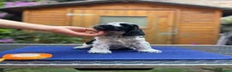 Cocker cani in vendita: cuccioli Cocker Spaniel Inglese  a Provincia di Ravenna - Annuncio 2