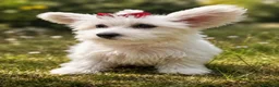Maltese cani in vendita: Maltesini toy Genitori Visibili  - Annuncio 1