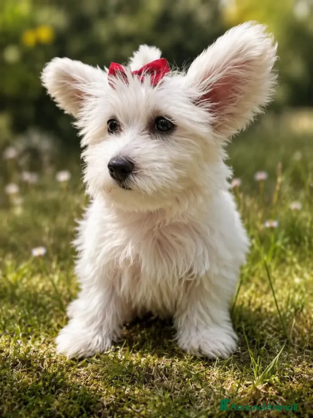 Maltese cani in vendita: Maltesini toy Genitori Visibili  - Annuncio 1