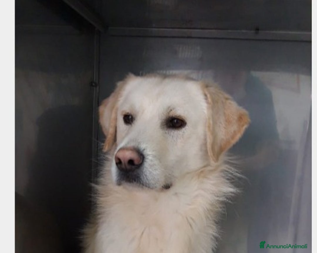 Labrador cani in regalo: THOR, giovane simil labrador cerca famiglia a Roma - Annuncio 3
