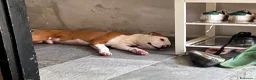 American Staffordshire cani in regalo: Regalo Turbo  - Annuncio 3