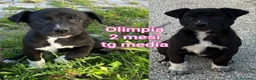 Meticcio cani in regalo: CUCCIOLI TENERISSIMI SENZA CASA  a Provincia di Modena - Annuncio 4