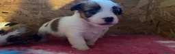 Jack Russell cani in vendita: Jack Russell terrier pelo ruvido  - Annuncio 12