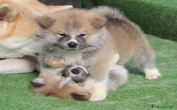 Akita Inu cani in vendita: AKITA CUCCIOLI da Allevamento ENCI - Immagine 7