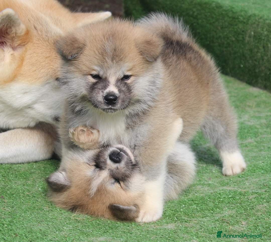 Akita Inu cani in vendita: AKITA CUCCIOLI da Allevamento ENCI - Immagine 7