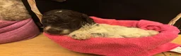 Lagotto cani in vendita: Cuccioli Lagotto Romagnolo  a Provincia di Perugia - Annuncio 10
