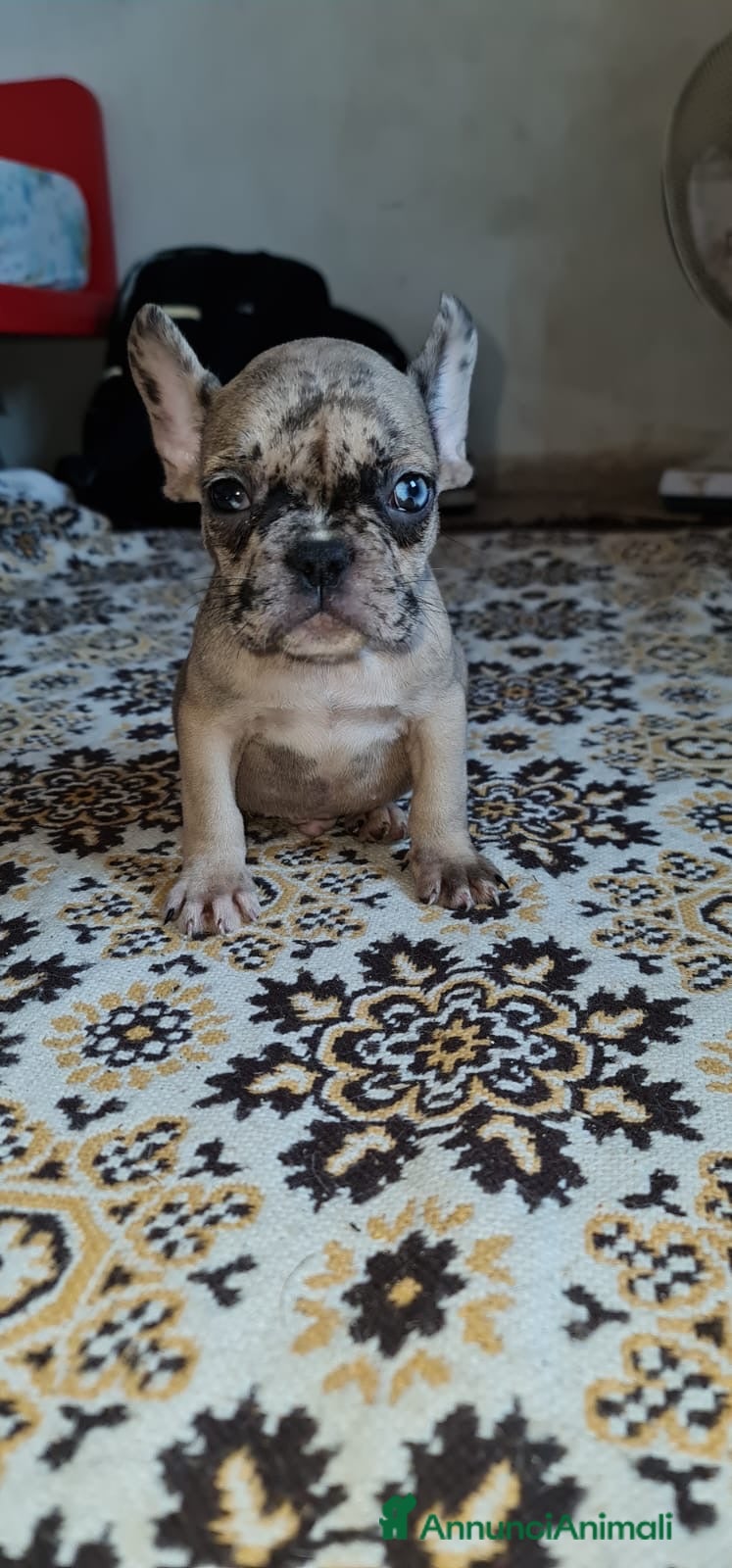 Bulldog Francese cani Cucciolo bulldog francese  - Annuncio 1