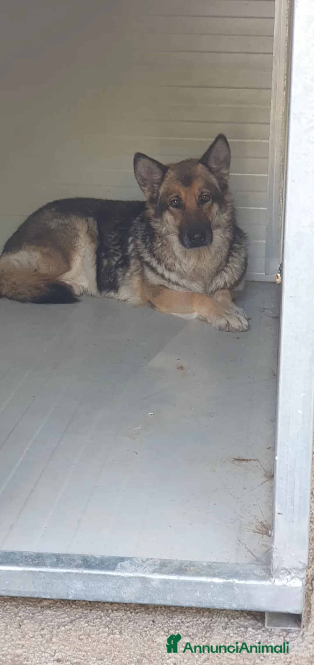 Pastore Tedesco cani in regalo: Gemma, pastore tedesco in canile - Annuncio 2