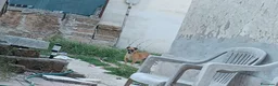 Meticcio cani in regalo: Triade di meticci - Annuncio 15