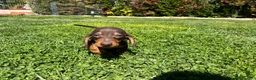 Bassotto cani in vendita: Cucciolo bassotto kaninchen/nano - Annuncio 30